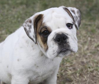 Bulldog Puppy Bulldog Puppy